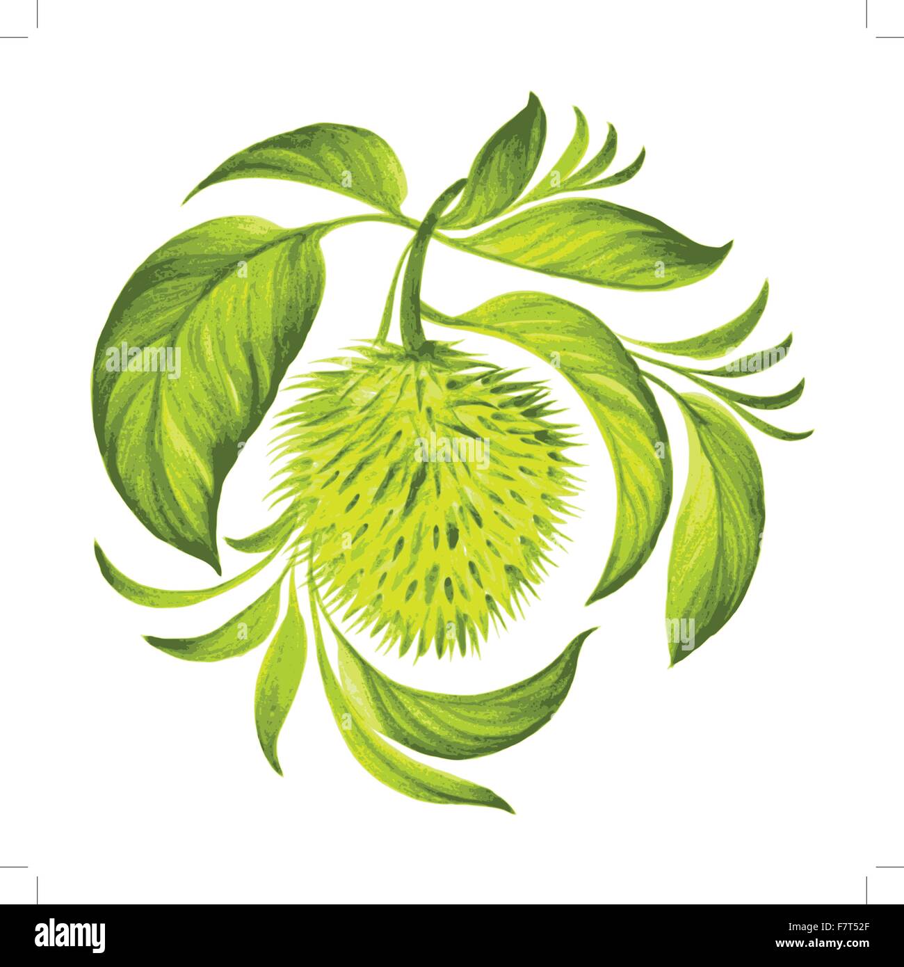 Hojas verdes de dibujos animados Imágenes vectoriales de stock Página