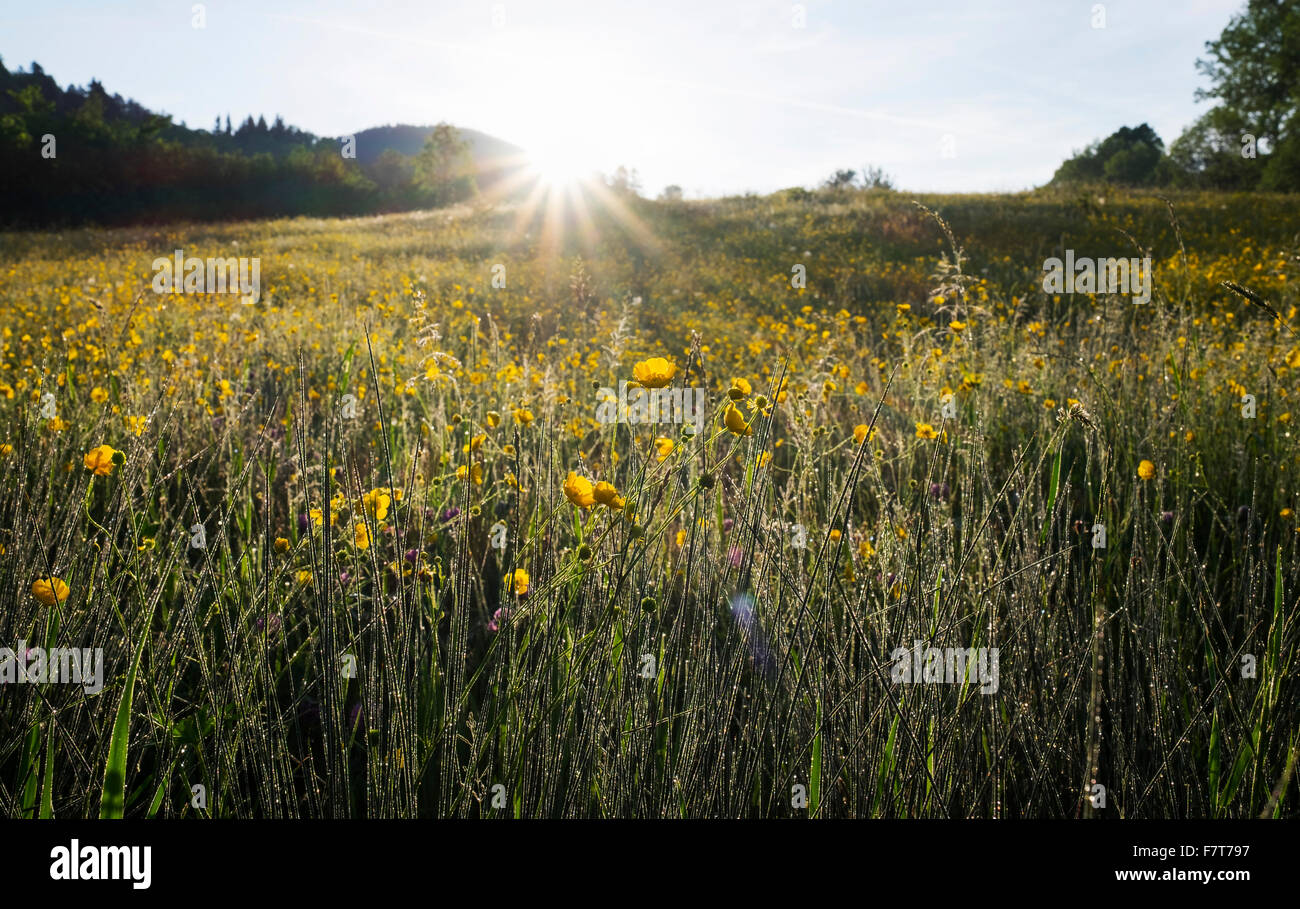 Spring Meadow en el sol de la mañana, Gaissach, Isarwinkel, Alta Baviera, Baviera, Alemania Foto de stock