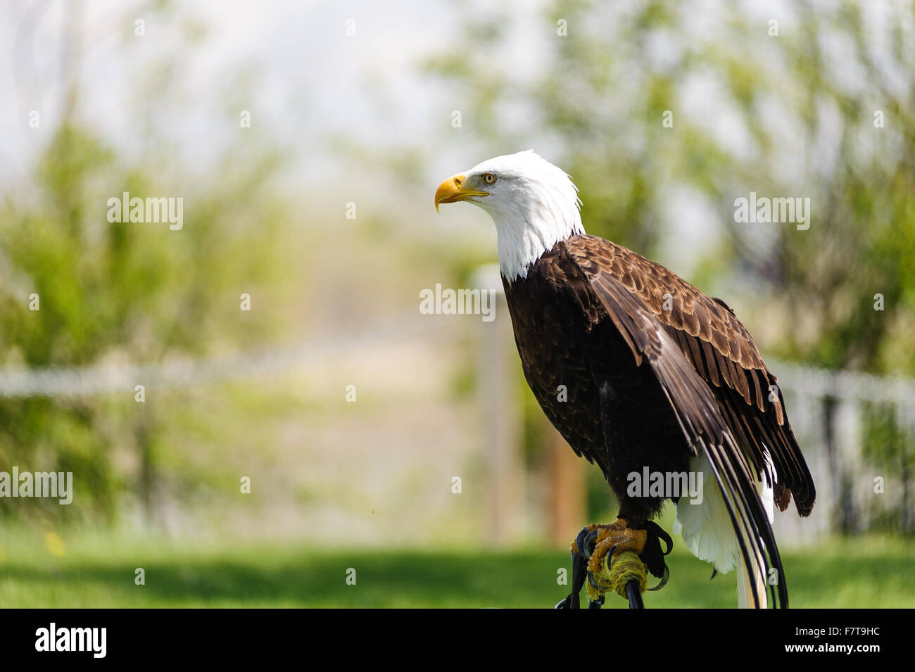 Perfil de un nombre en latín, el águila calva (Haliaeetus leucocephalus)  encaramado, Alberta, Canadá - fondo bokeh Fotografía de stock - Alamy