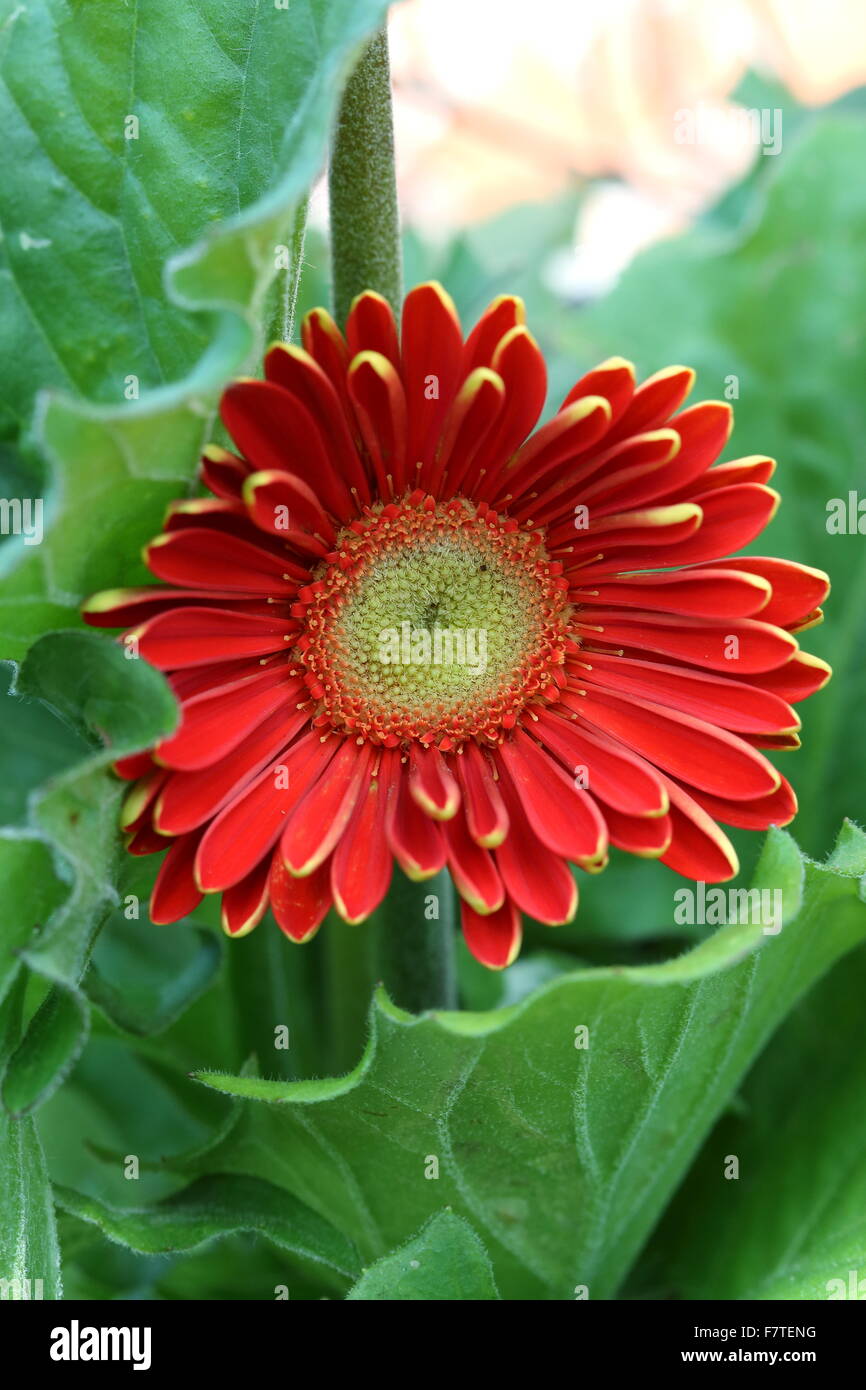 Gerberas en maceta fotografías e imágenes de alta resolución - Alamy