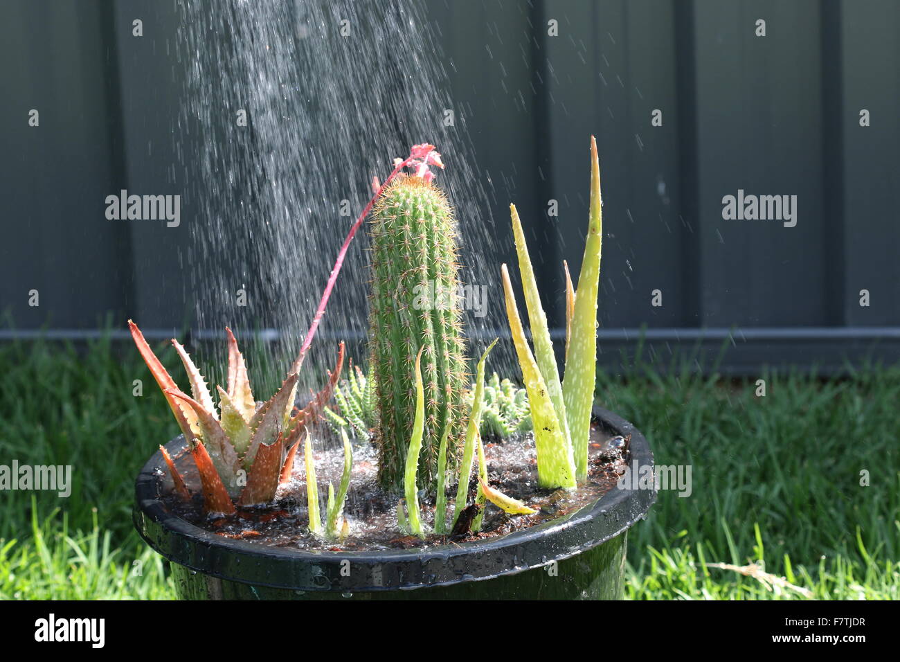 Regar una olla de suculentas y cactus Foto de stock