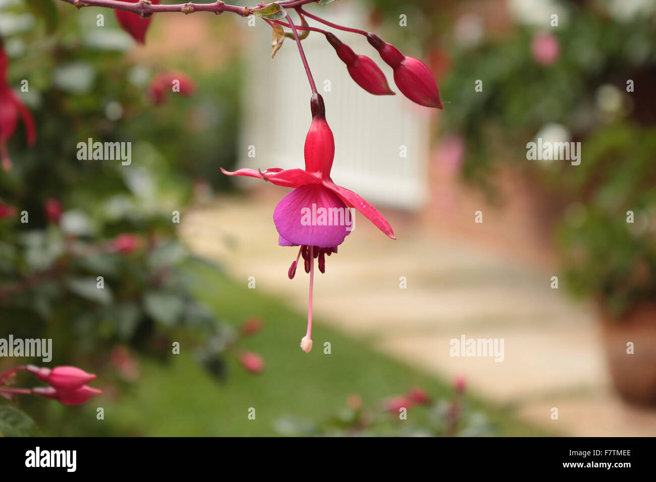 Hermoso leer y rosa jingle bell en un jardín. Foto de stock