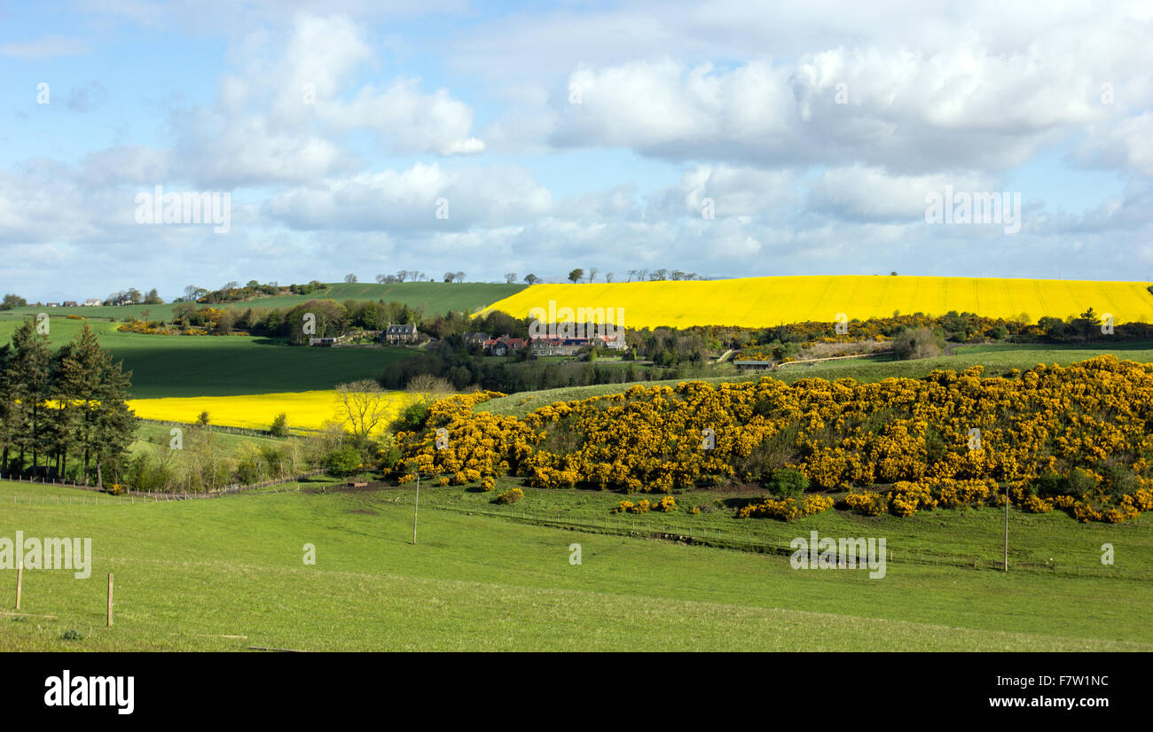 Bathgate hills con amarillo Foto de stock