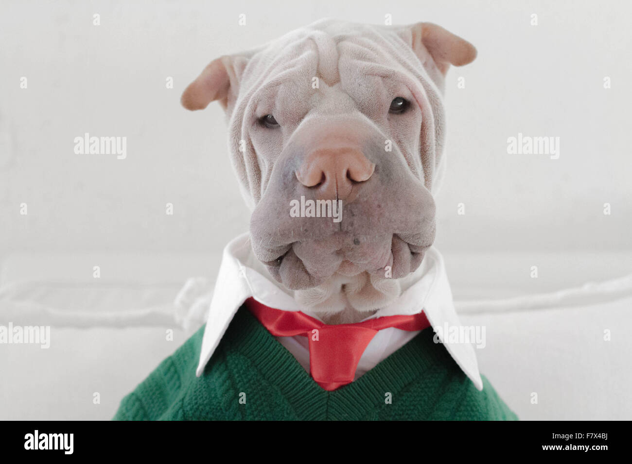Shar Pei perro vestido con una camisa, corbata y suéter mirando sorprendido Foto de stock