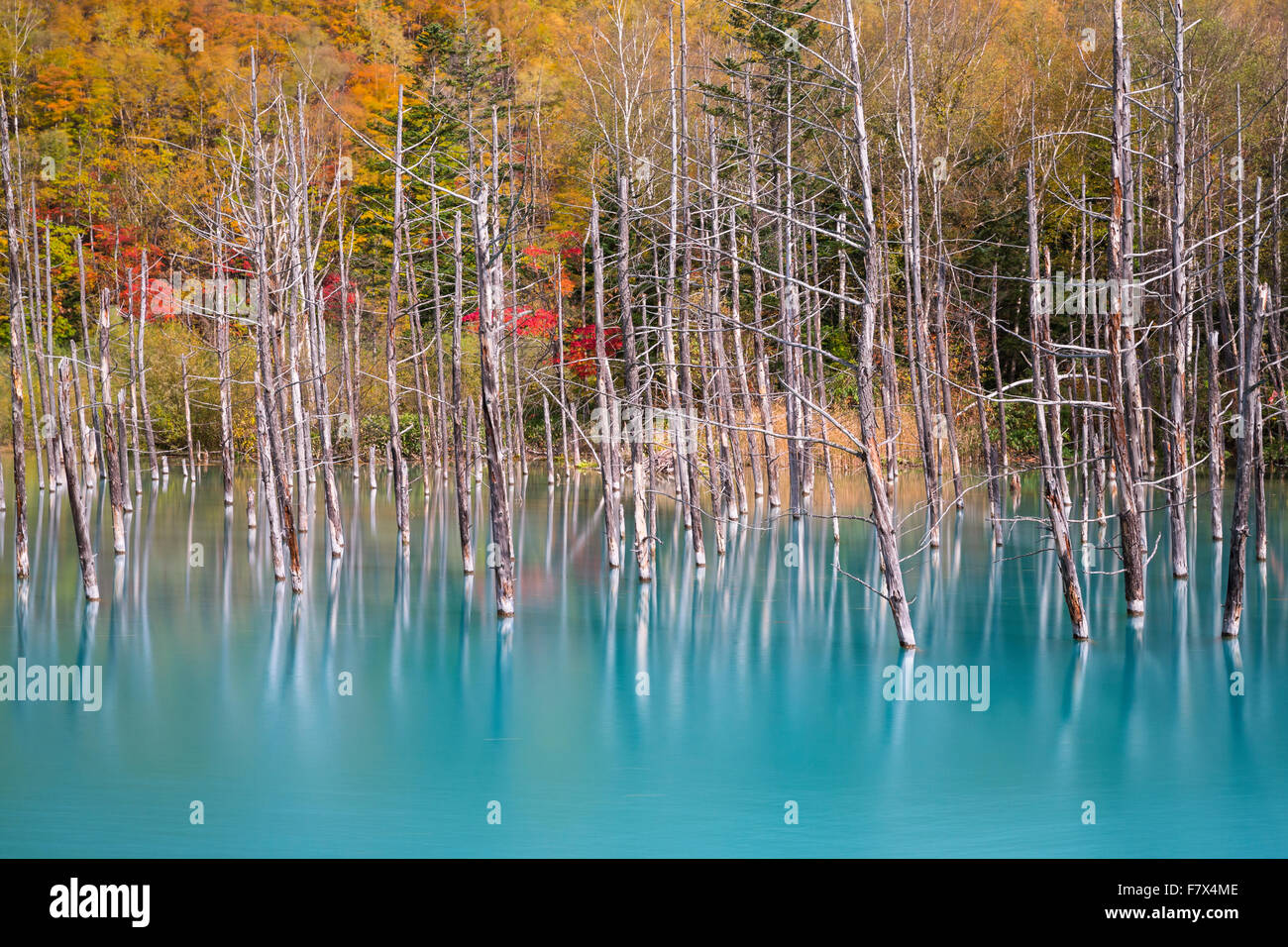 Árboles muertos en el lago azul, Hokkaido, Japón Foto de stock