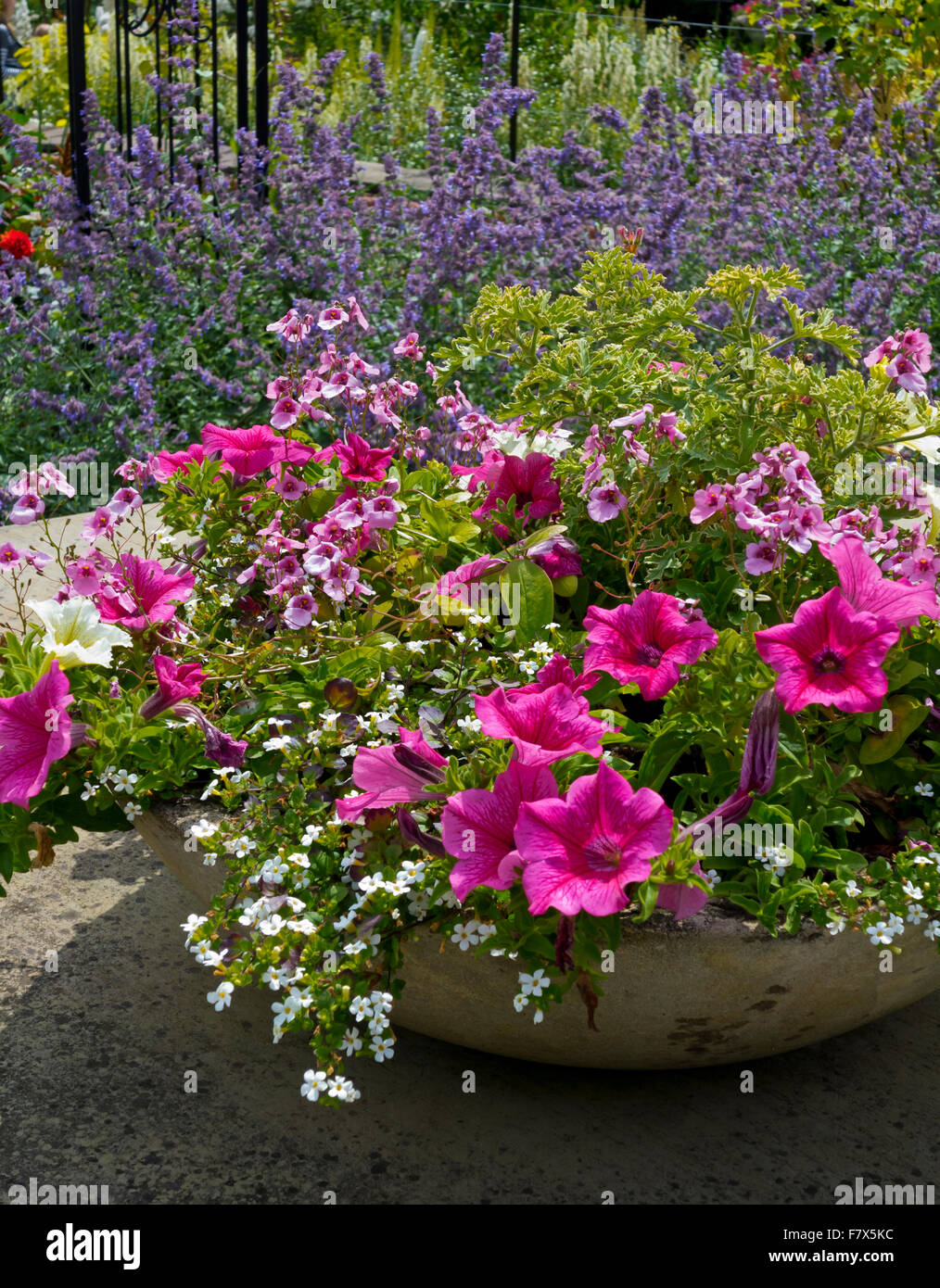 Petunias y otras flores de verano crecen en una urna de piedra Foto de stock