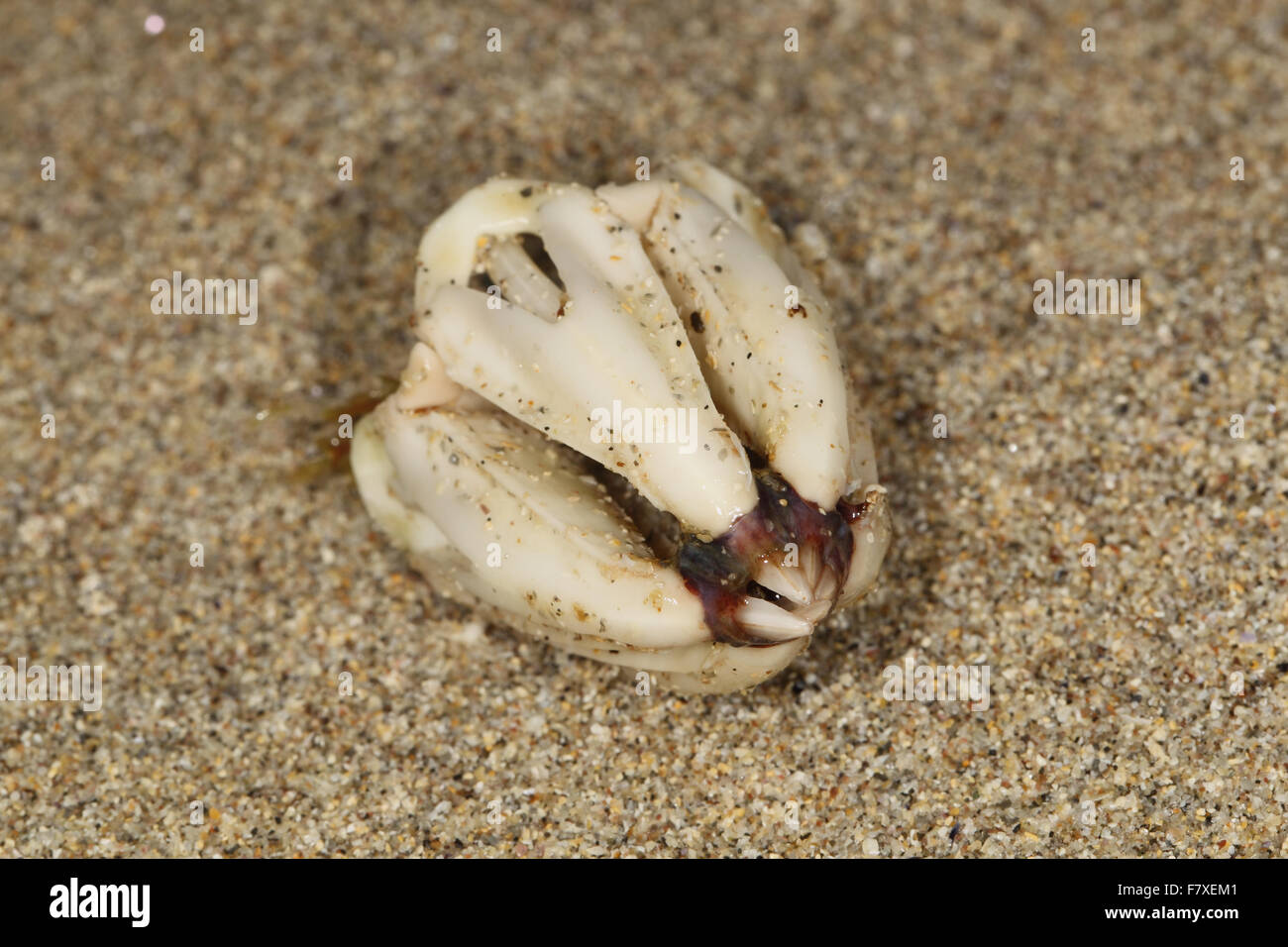 Erizo de mar (Echinoidea sp.) "Las mandíbulas de linterna de Aristóteles,  en la playa, en la isla de strandline Coll, Hébridas interiores, en  Escocia, en junio Fotografía de stock - Alamy