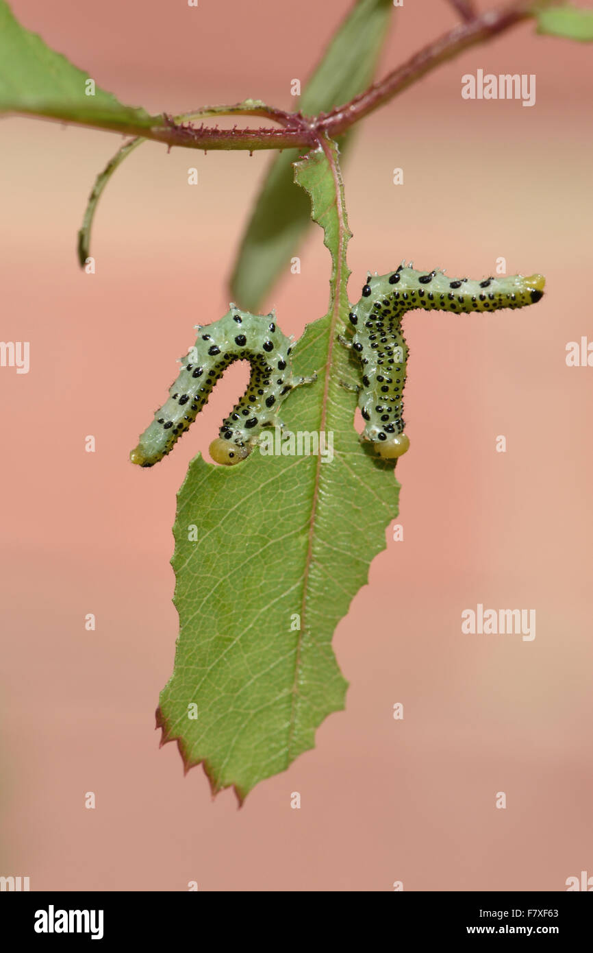 Gran rose sawfly, Arge pagana, larvas en postura defensiva en dañado Hoja de Rosa ornamentales en verano, Berkshire, Inglaterra, Julio Foto de stock