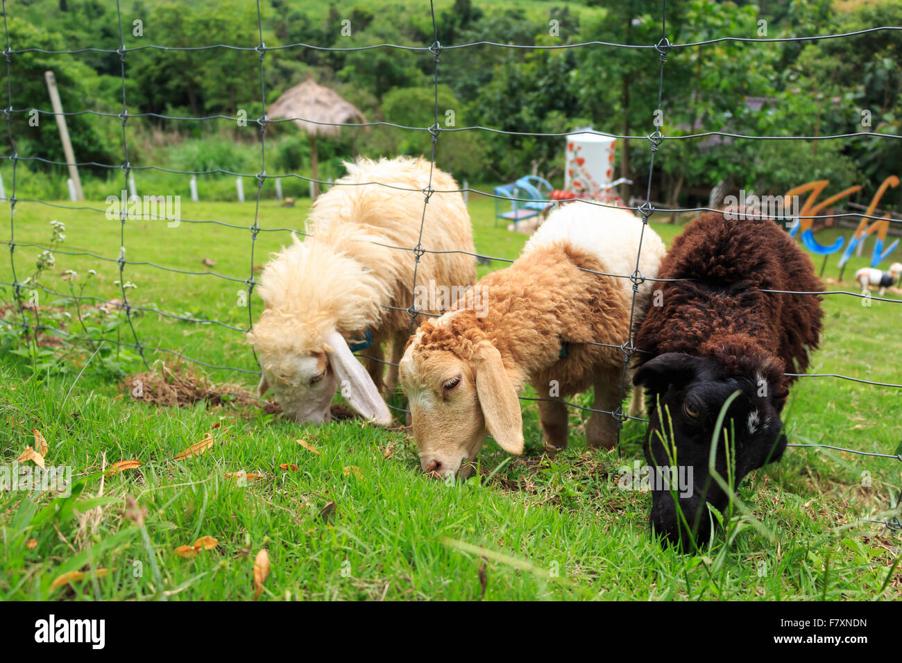 Las ovejas comen hierba en Khao Kho district , Phetchabun , Tailandia Foto de stock
