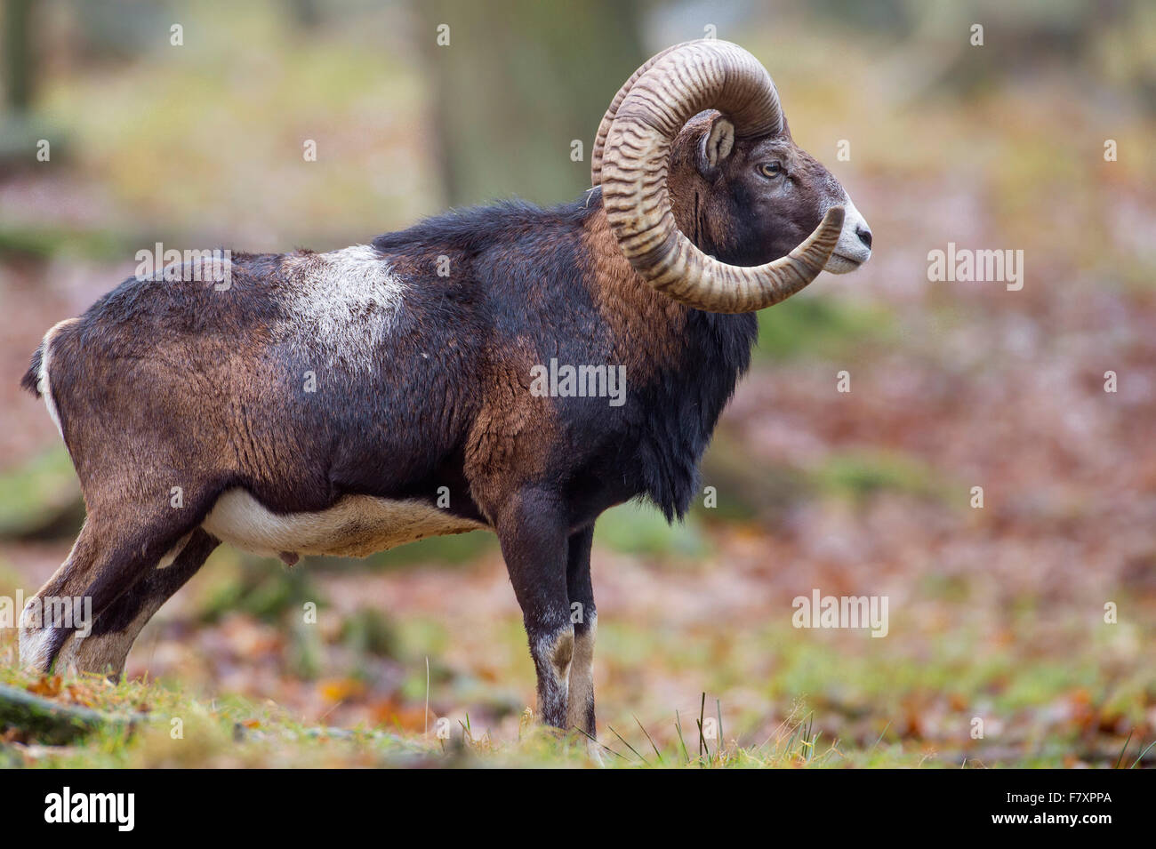 El muflón, Ovis orientalis, Baja Sajonia, Alemania Foto de stock