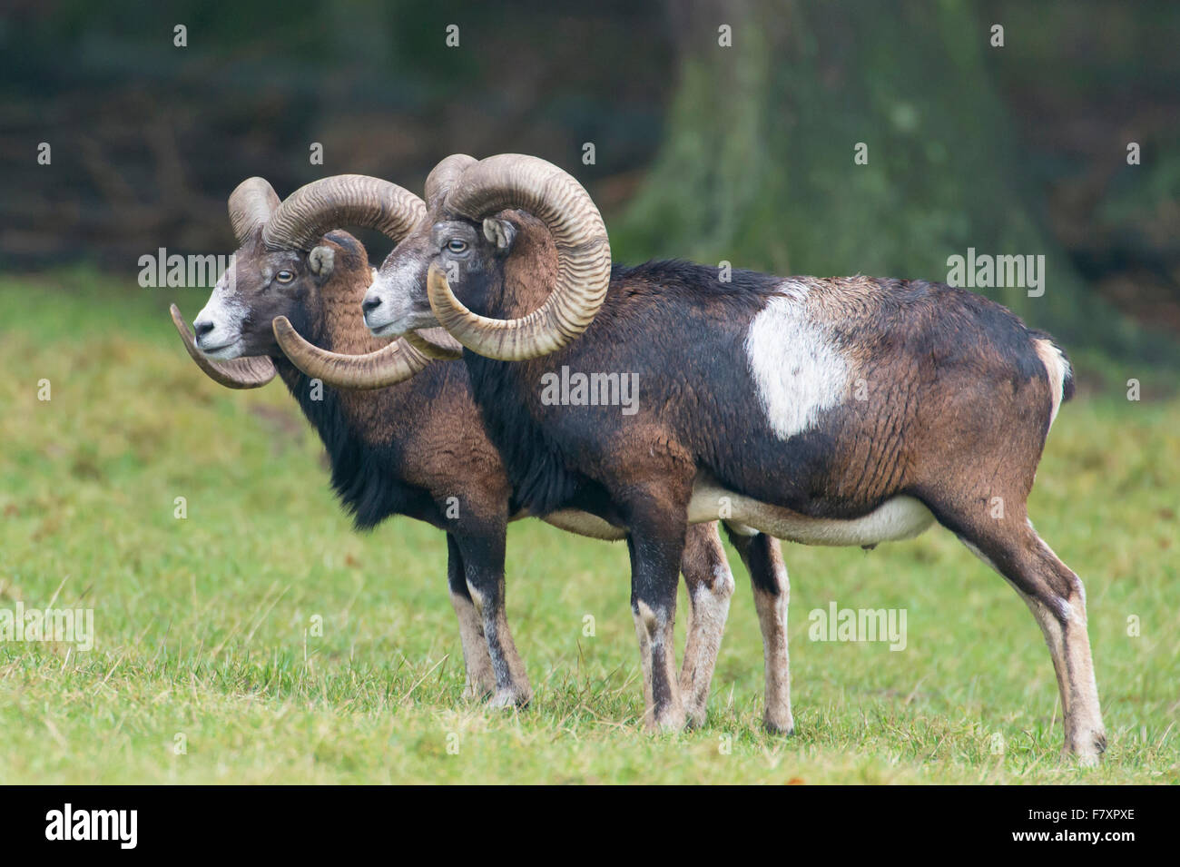 Muflones, Ovis orientalis, Baja Sajonia, Alemania Foto de stock