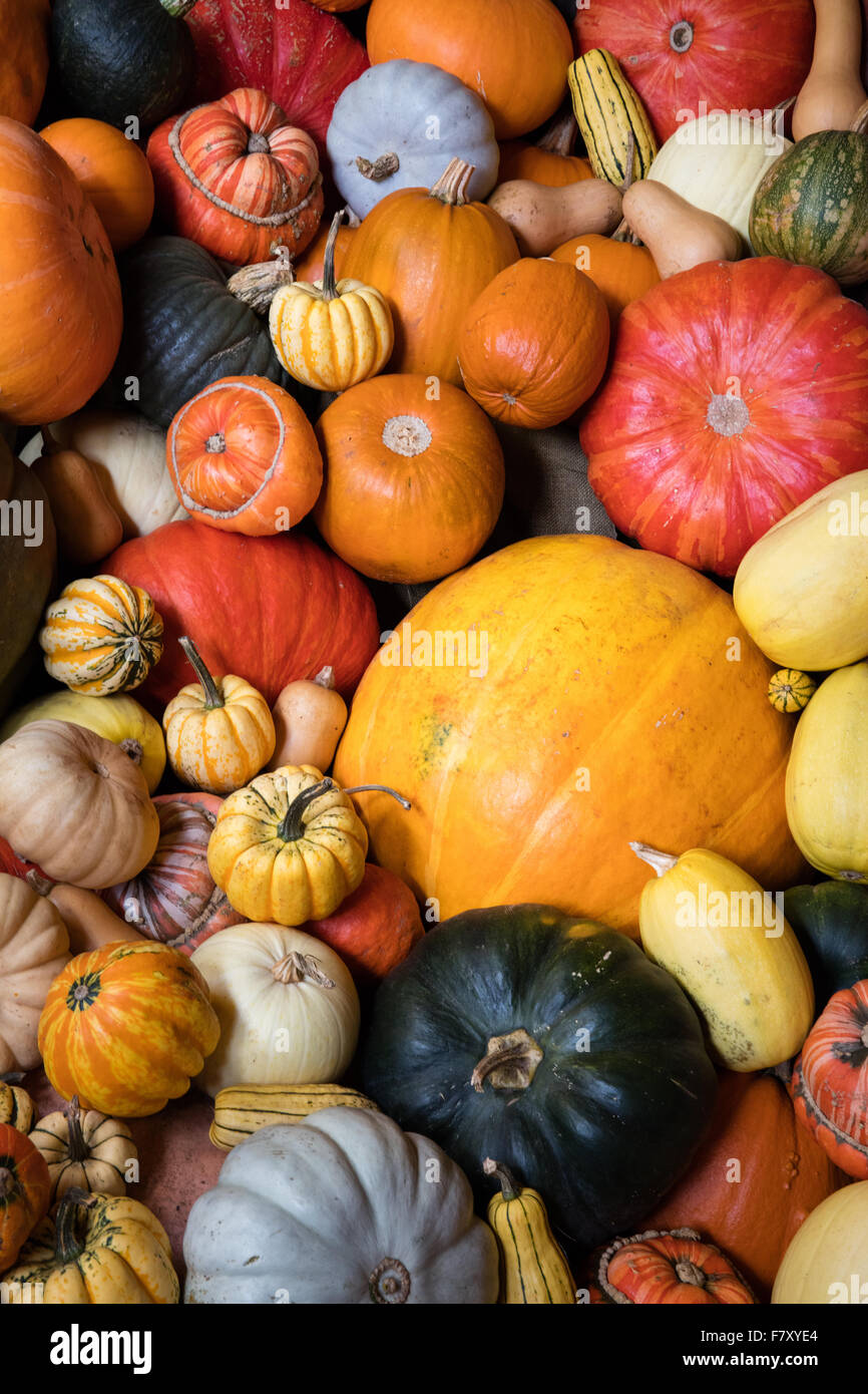 Una variedad de coloridas calabazas calabazas y zapallos grandes y pequeños Foto de stock