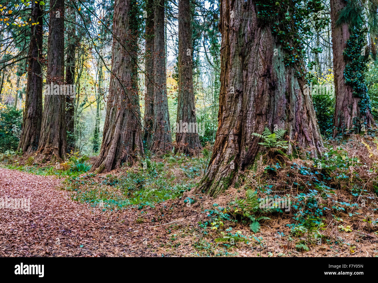 Árboles Gigantes Redwood Grove en Ashton Hill Plantation cerca de Bristol UK Foto de stock
