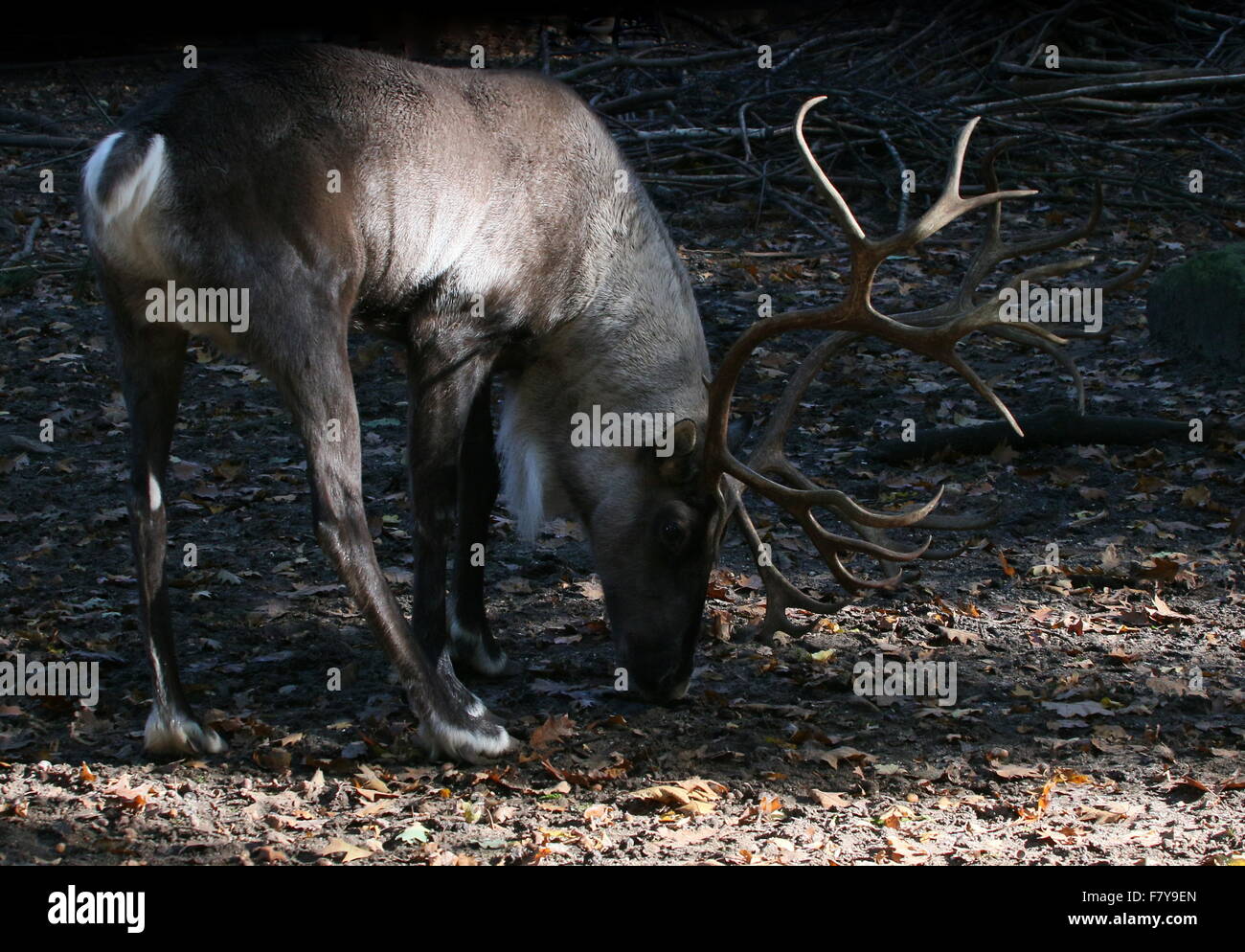 Macho o bosque finlandés antlered Euroasiática renos (Rangifer tarandus fennicus) Foto de stock