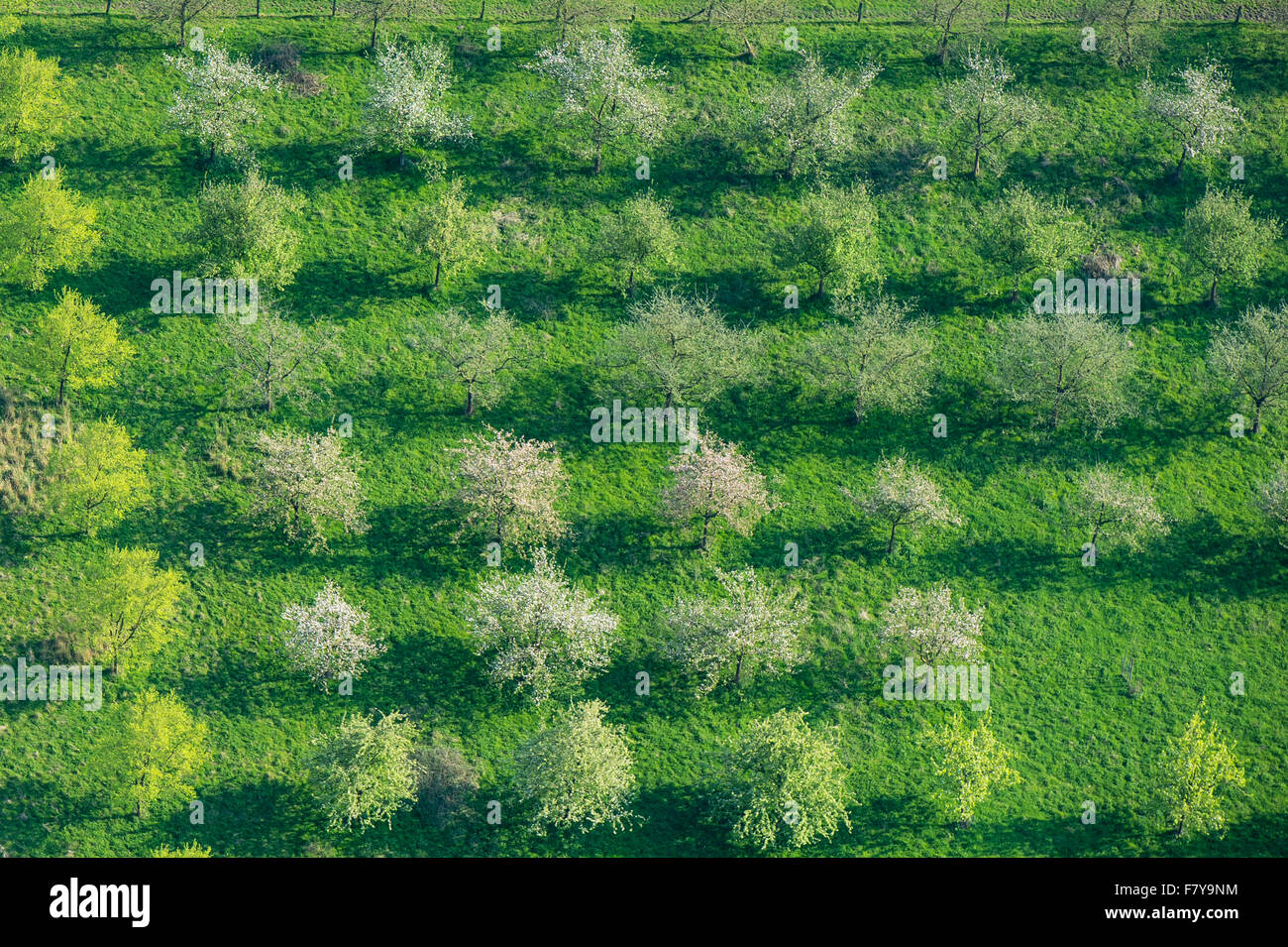 En Orchard bexadde-tal cerca de Damme (dümmer) desde arriba, distrito de Vechta, Niedersachsen, Alemania Foto de stock