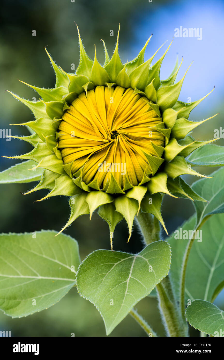 Primer plano de un girasol con pétalos cerrados formando un bonito dibujo  Fotografía de stock - Alamy