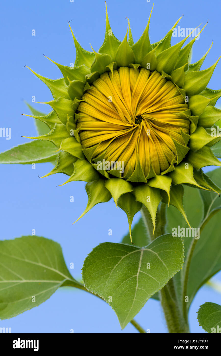 Primer plano de un girasol con pétalos cerrados formando un bonito dibujo  Fotografía de stock - Alamy