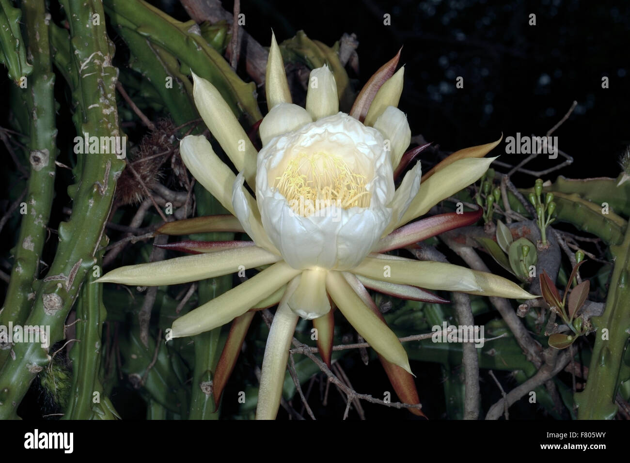 La reina de la noche // Vainilla fragantes Cactus/ noche-blooming Cereus - Selenicereus grandiflora- familia Cactaceae Foto de stock