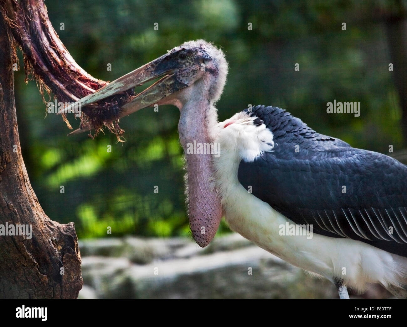 Marabou Stork (leptoptilos crumeniferus) desgarrando carne en canal off Foto de stock