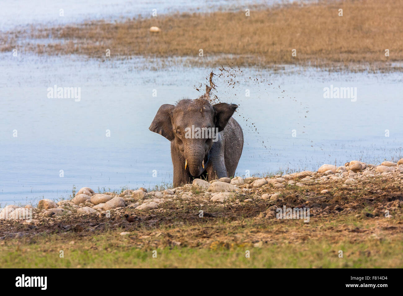 Elefante joven Tusker tener barro baño en el bosque salvaje de Jim Corbett, India. Foto de stock