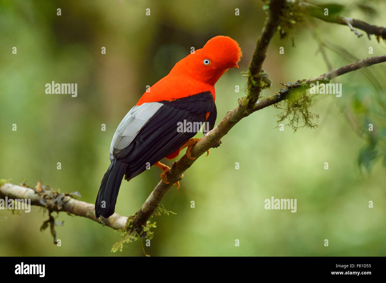 Gallito de las rocas (Rupicola peruviana), ave nacional del Perú, el bosque  nublado del Parque Nacional Manu, Perú Fotografía de stock - Alamy