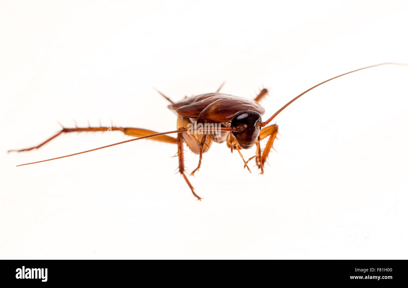 Cucaracha americana (Periplaneta americana) Foto de stock