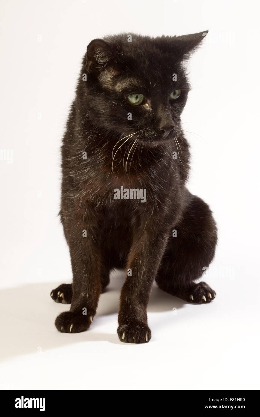 Muy viejo gato negro con fondo blanco. Artrosis, artrosis. Foto de stock