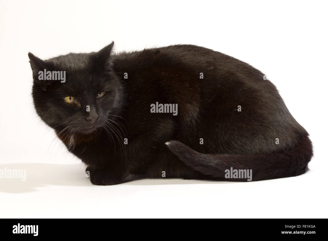 Gato negro en diferentes posiciones. Foto de stock