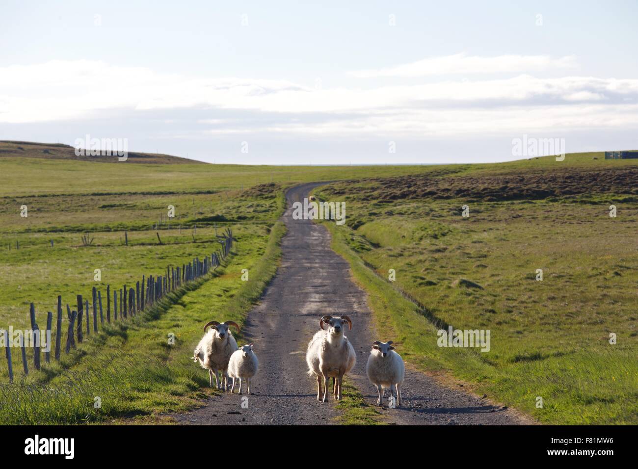 Las ovejas de Islandia en el campo del norte de Islandia. Foto de stock