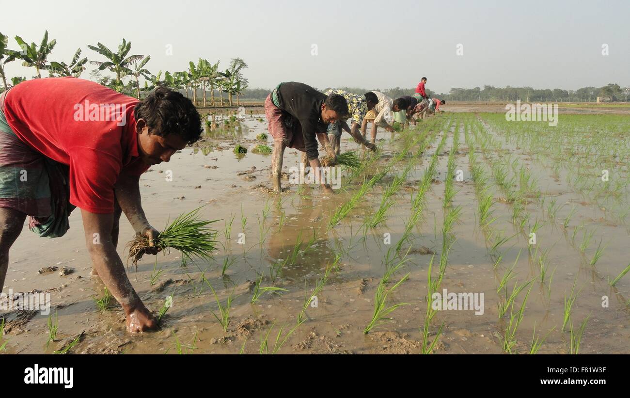 Los agricultores la plantación de alto rendimiento tolerantes, variedades de arroz para incrementar la producción asegurando a las plantas sobrevivir en condiciones adversas, como sequías, inundaciones, y a la elevada salinidad de las tierras en Bangladesh. Foto de stock