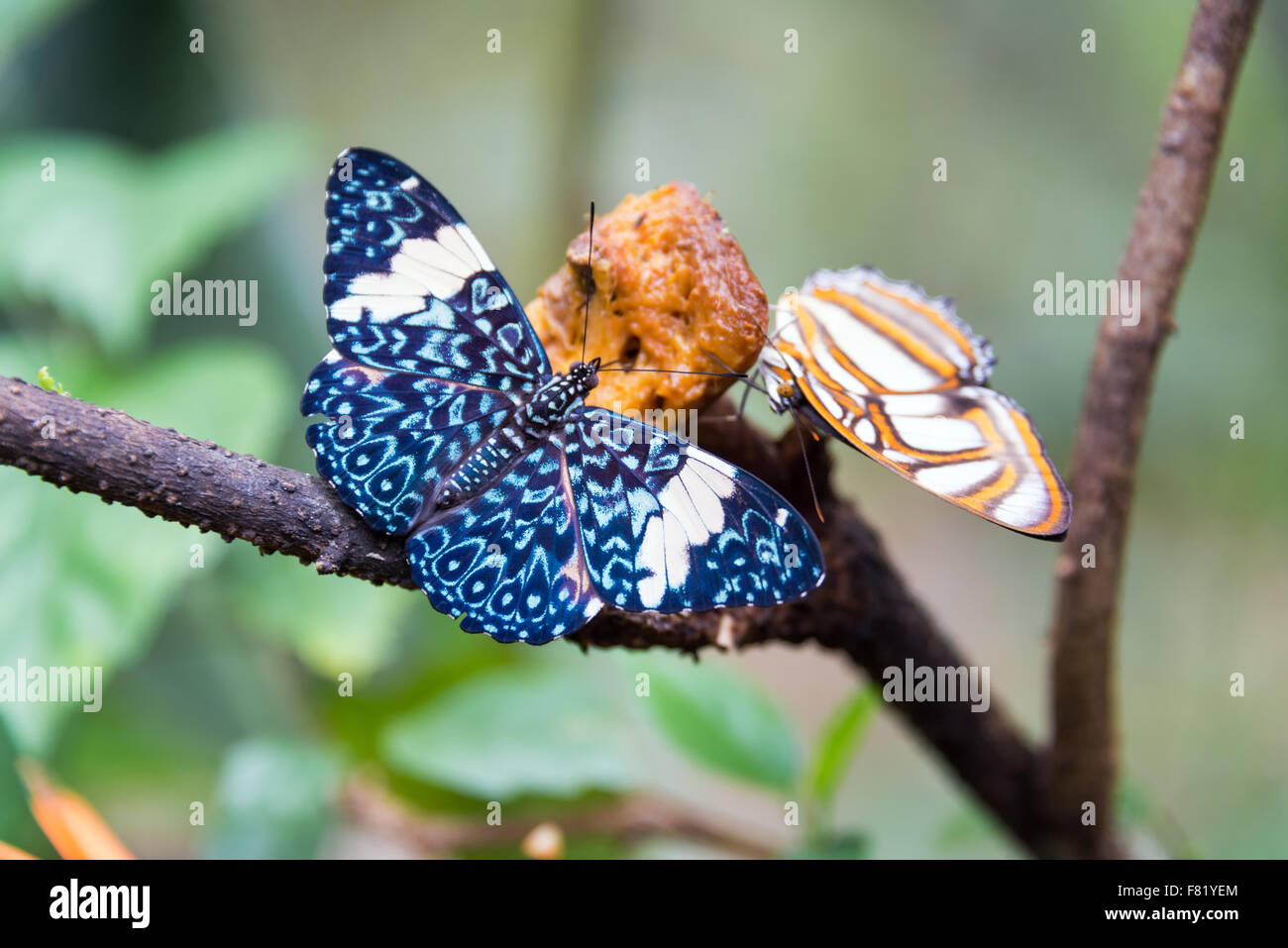 Dos mariposas coloridas comiendo alimentos cerca de Iquitos, Perú Foto de stock
