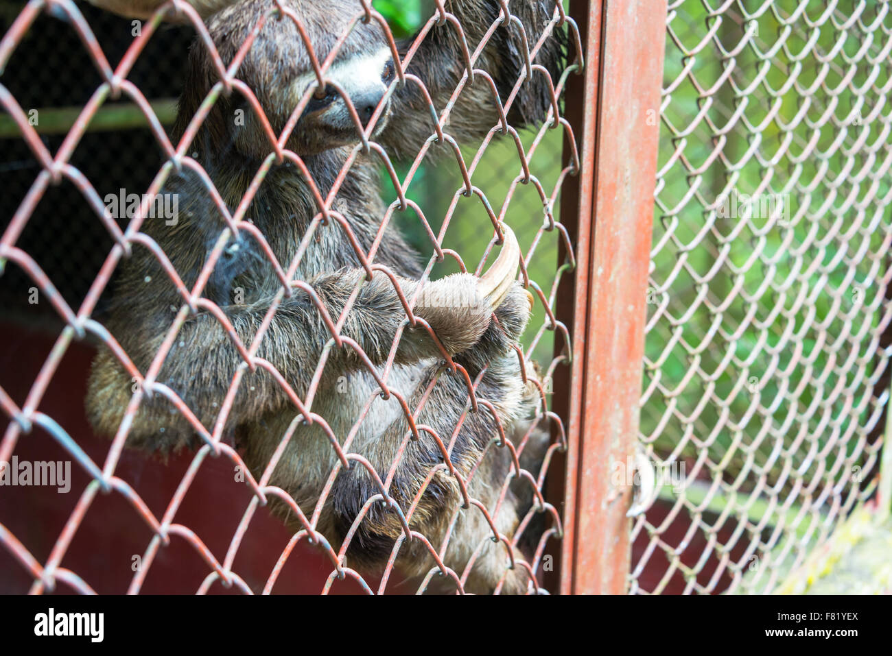 Vista de un perezoso de tres dedos cada en una jaula cerca de Iquitos, Perú Foto de stock
