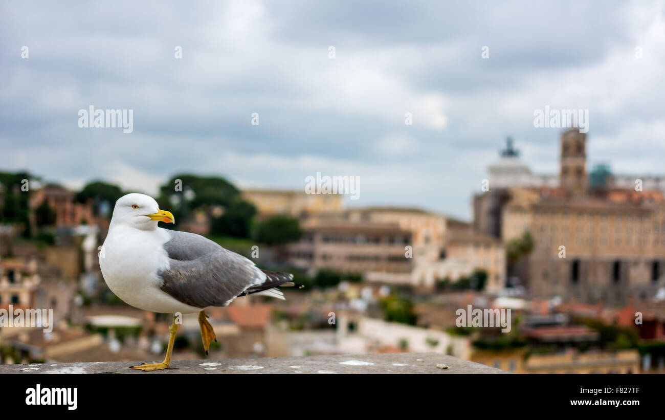 Una gaviota en la Colina del Palatino, Roma Foto de stock