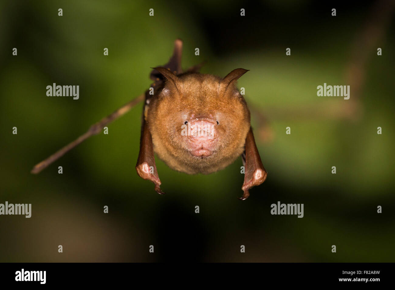 Nariz de hoja Diadem bat (Hipposideros diadema) Foto de stock