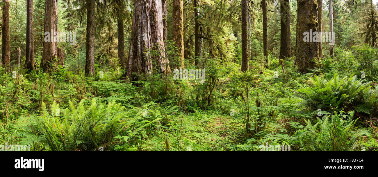 Imagen panorámica de la selva Hoh en el hall de musgos senderos en el Parque Nacional Olympic, Washington. Foto de stock