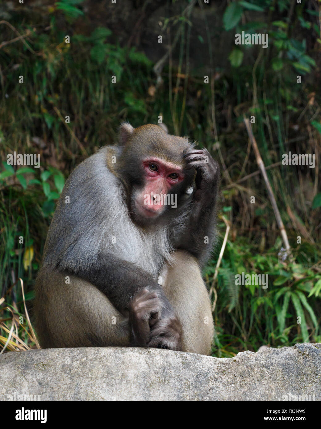 Monkey sentarse sobre una roca y rascarse la cabeza en el parque nacional de Zhangjiajie, China Foto de stock