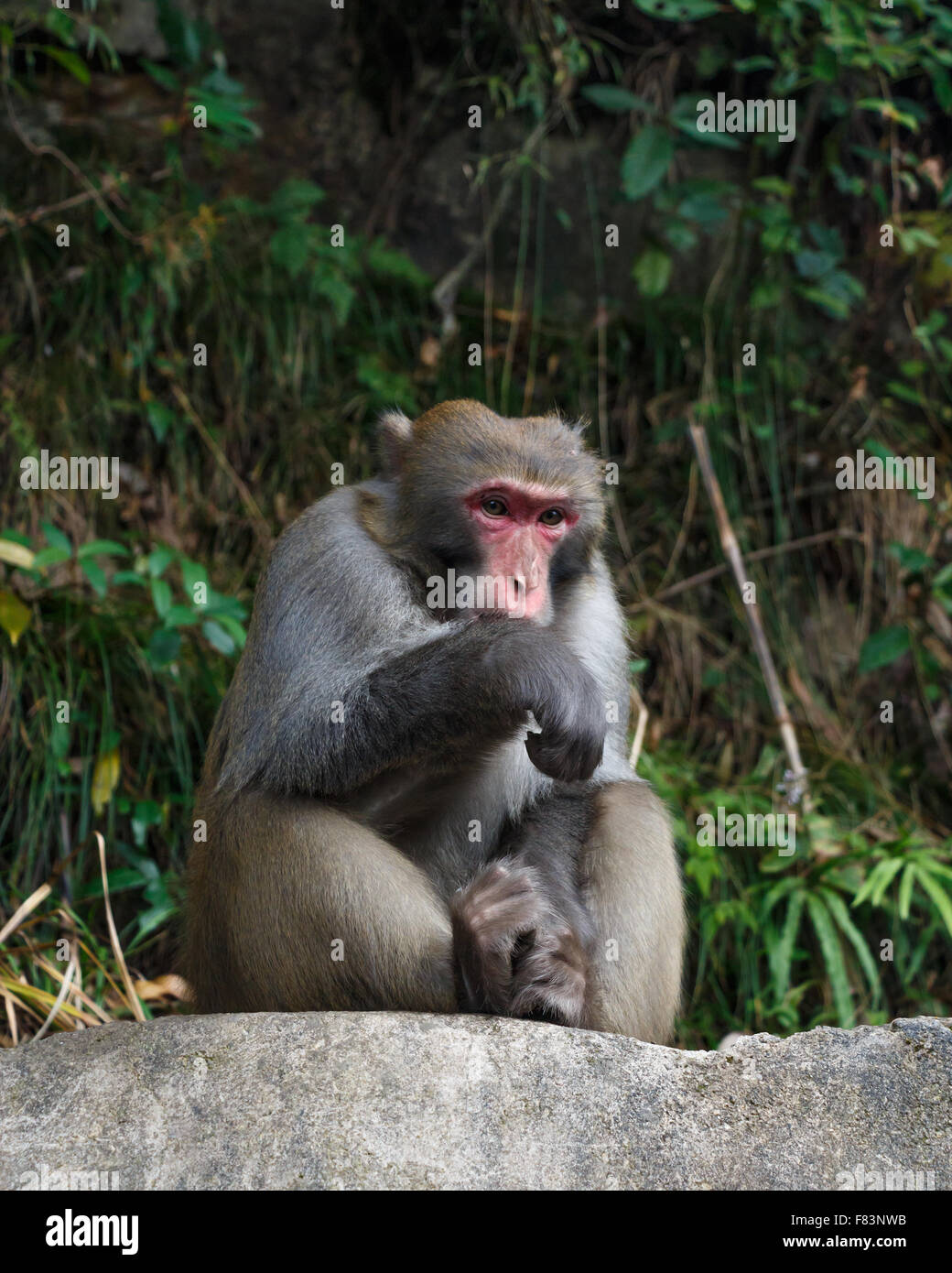 Monkey sentarse en rock al parque nacional de Zhangjiajie, China Foto de stock