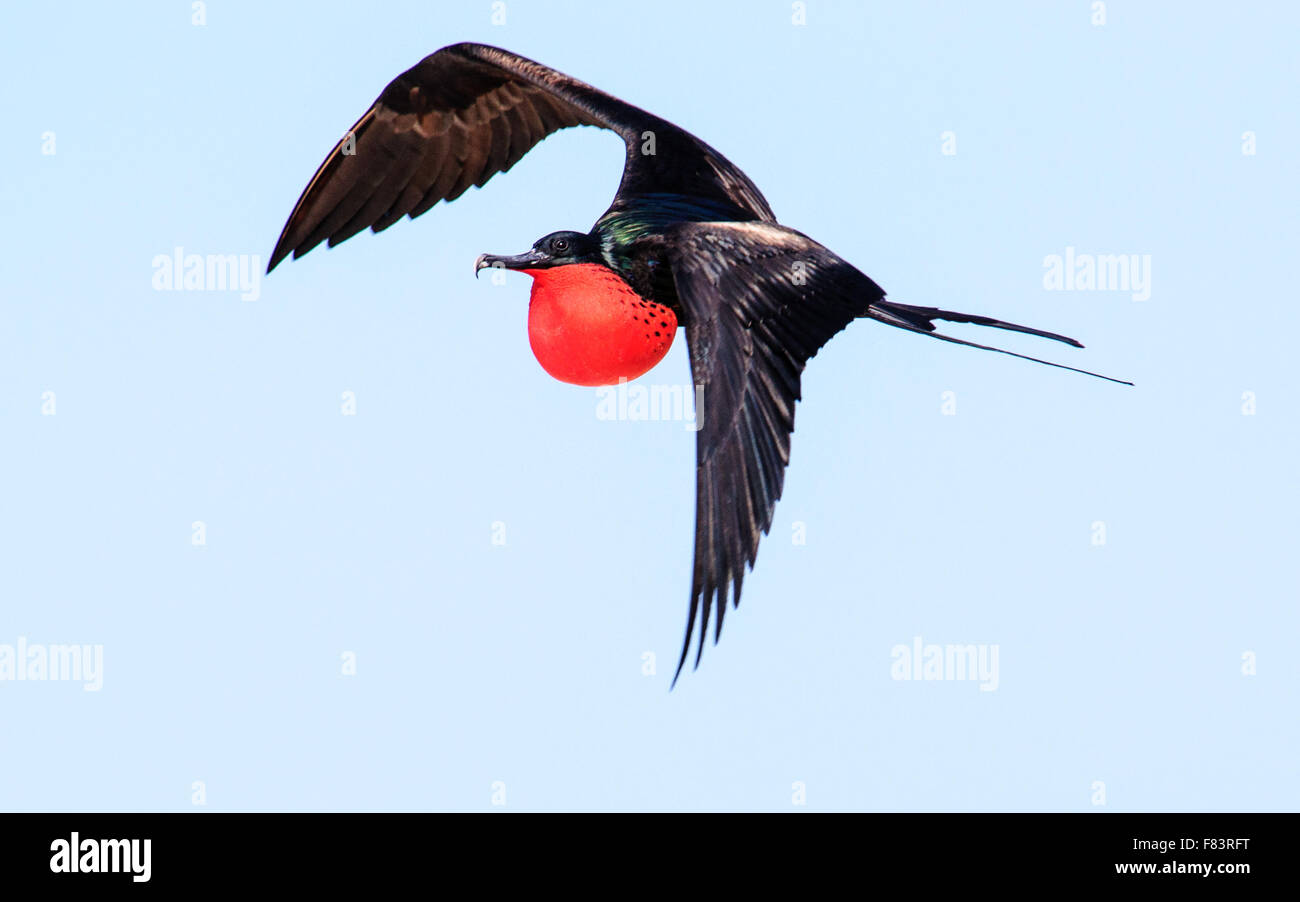 Fragatas macho en vuelo en plumaje nupcial Foto de stock