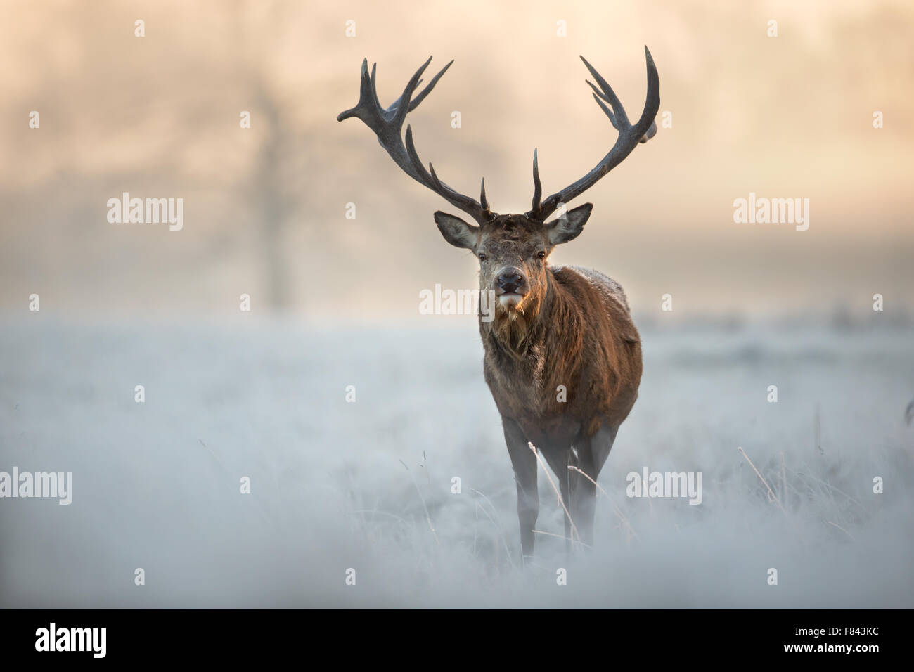 El ciervo rojo en invierno, Reino Unido. Foto de stock