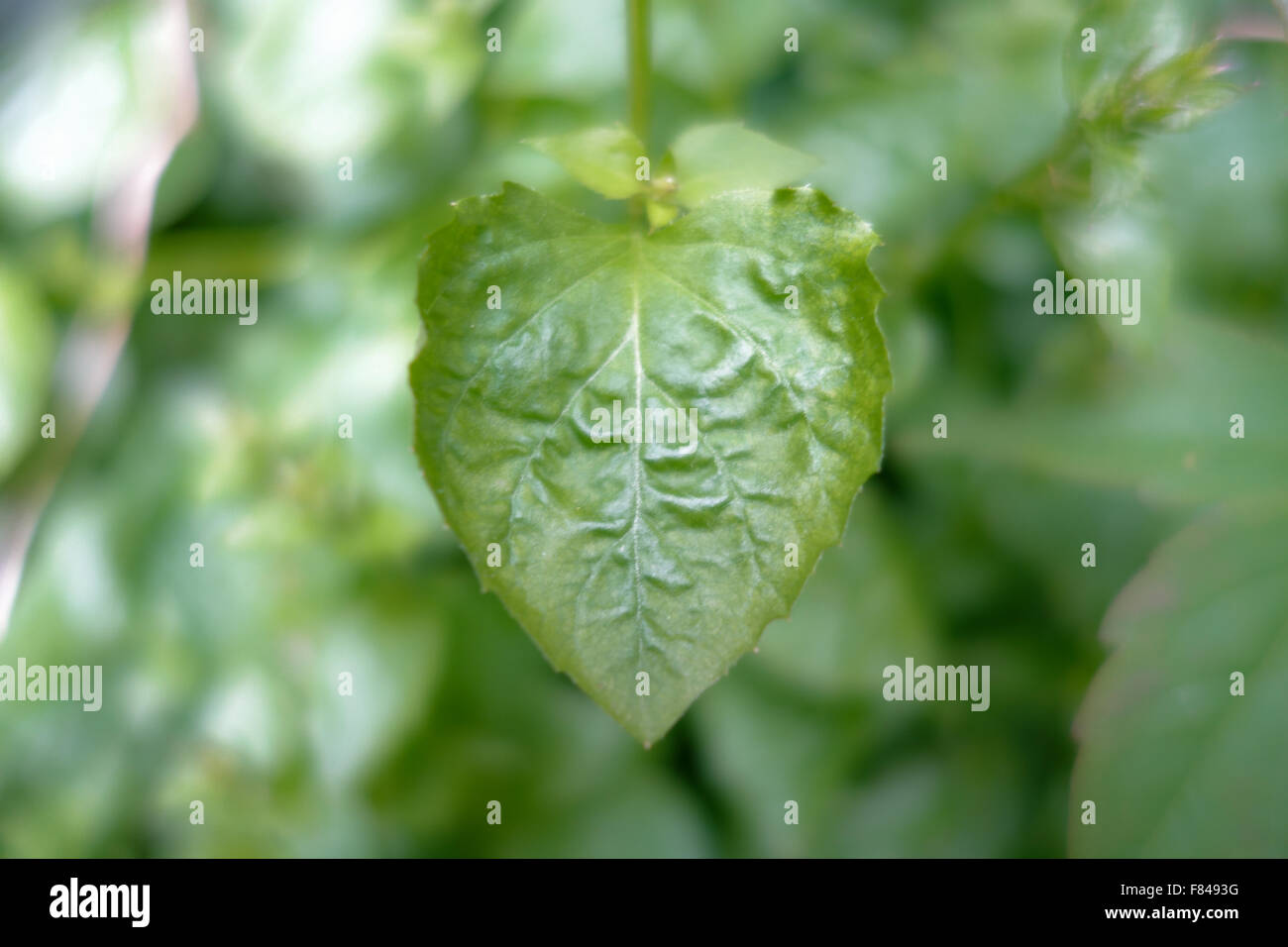 Close-up de una sola hoja en forma de corazón de Bellflower [Campanula]. Foto de stock