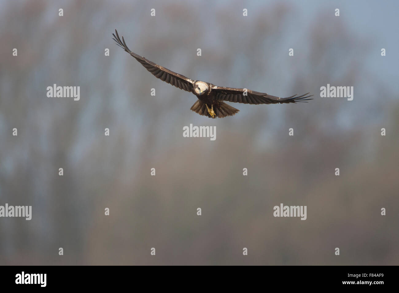 Aguilucho lagunero hembra en vuelo sobre la cabeza Foto de stock