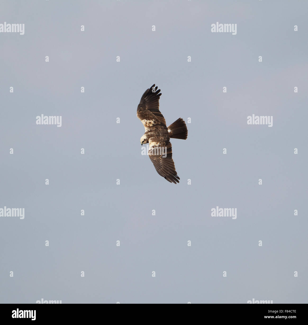 Aguilucho lagunero hembra en vuelo desde arriba con el cielo como fondo Foto de stock