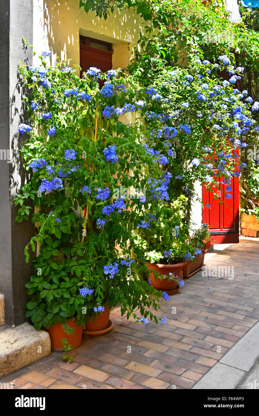 Cassis Francia Provenza Plumbago coloridas flores cultivadas en macetas  alrededor de puertas francesas en el estrecho callejón cerca de la costa  mediterránea Fotografía de stock - Alamy