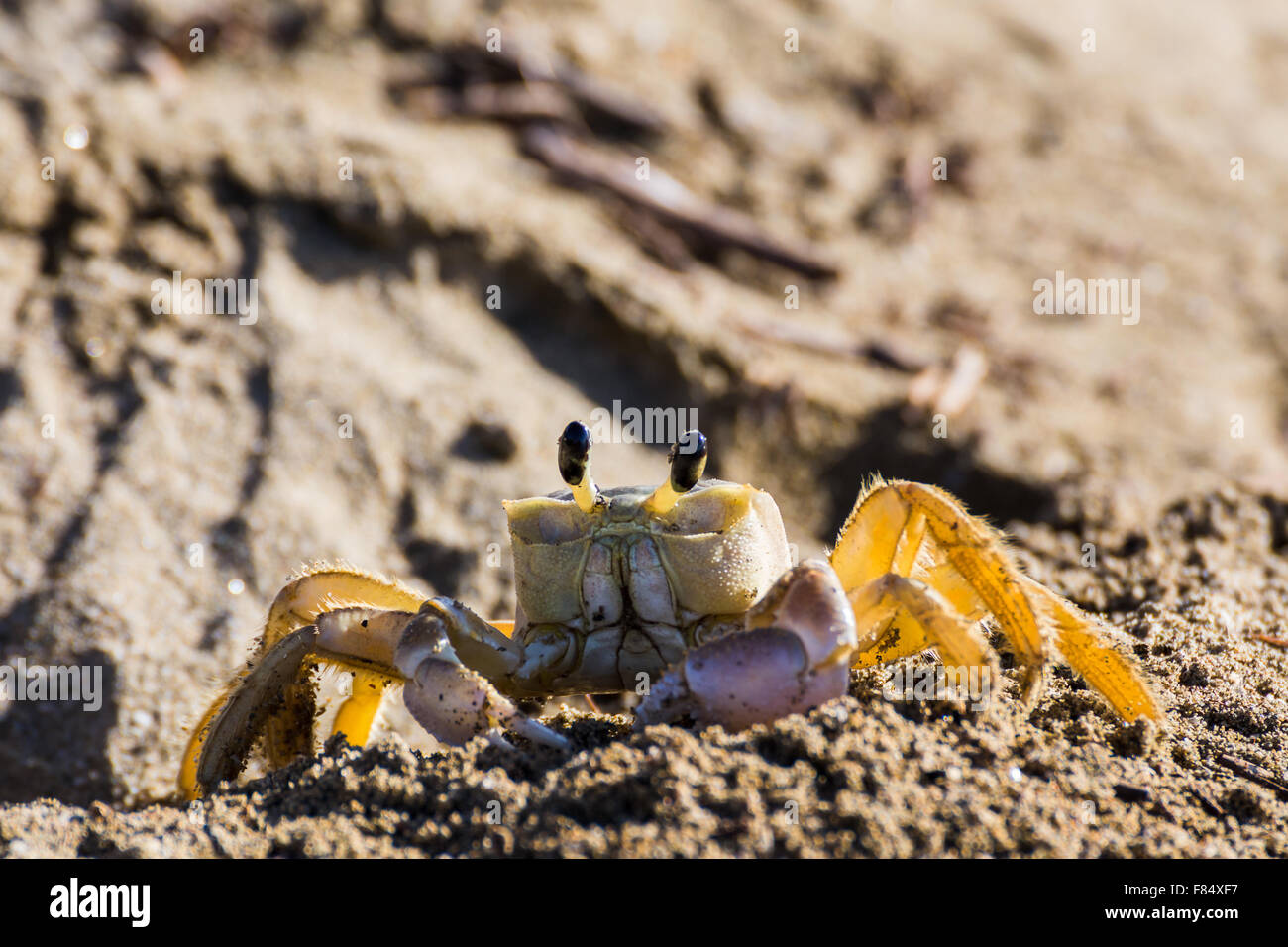 Un adulto de cangrejo de arena junto a su madriguera en Playa Yaguanabo explora la playa de alimentos como el sol sale detrás de él. Foto de stock