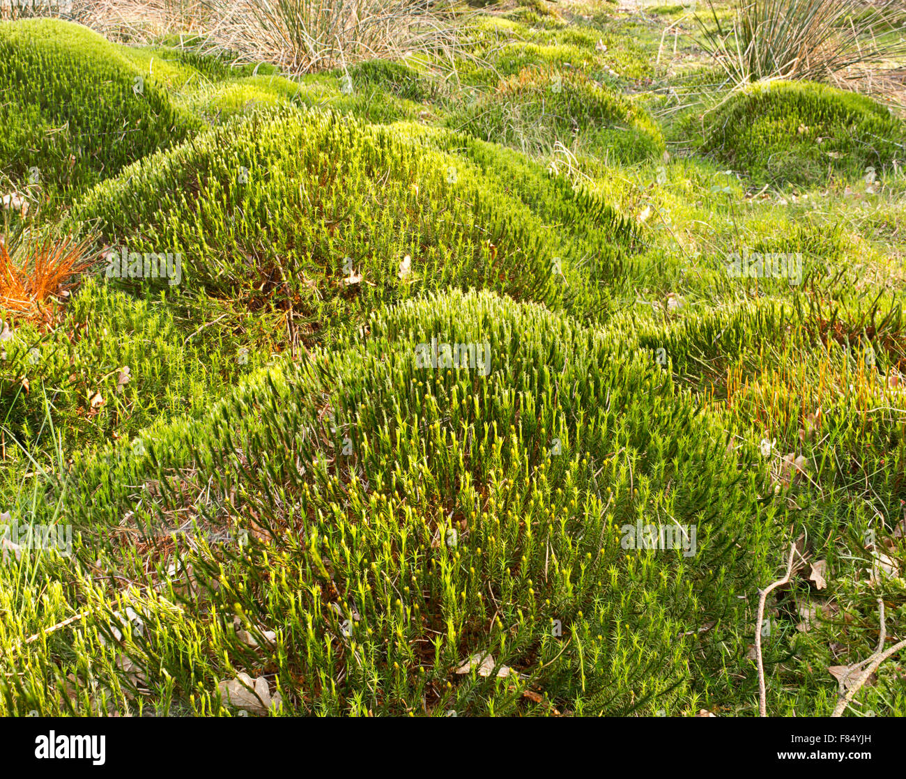 Típico paisaje de humedales escena mostrando ecológico sphagnum moss montículos que forma la turba y el combustible es a menudo amenazadas por la Dra. Foto de stock