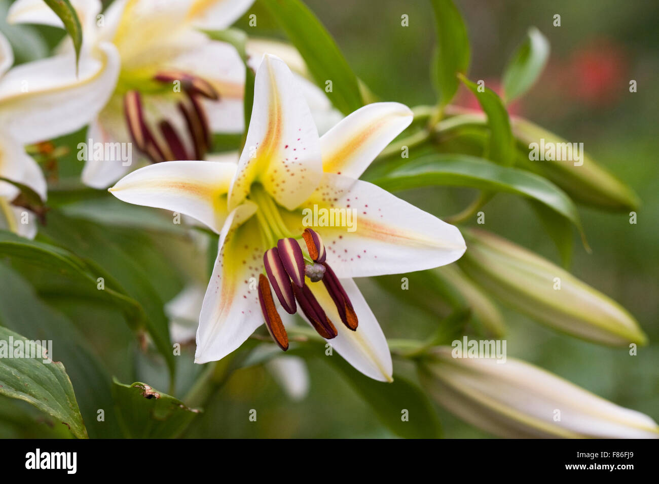 Lilium 'Garden Party' Flor. Foto de stock