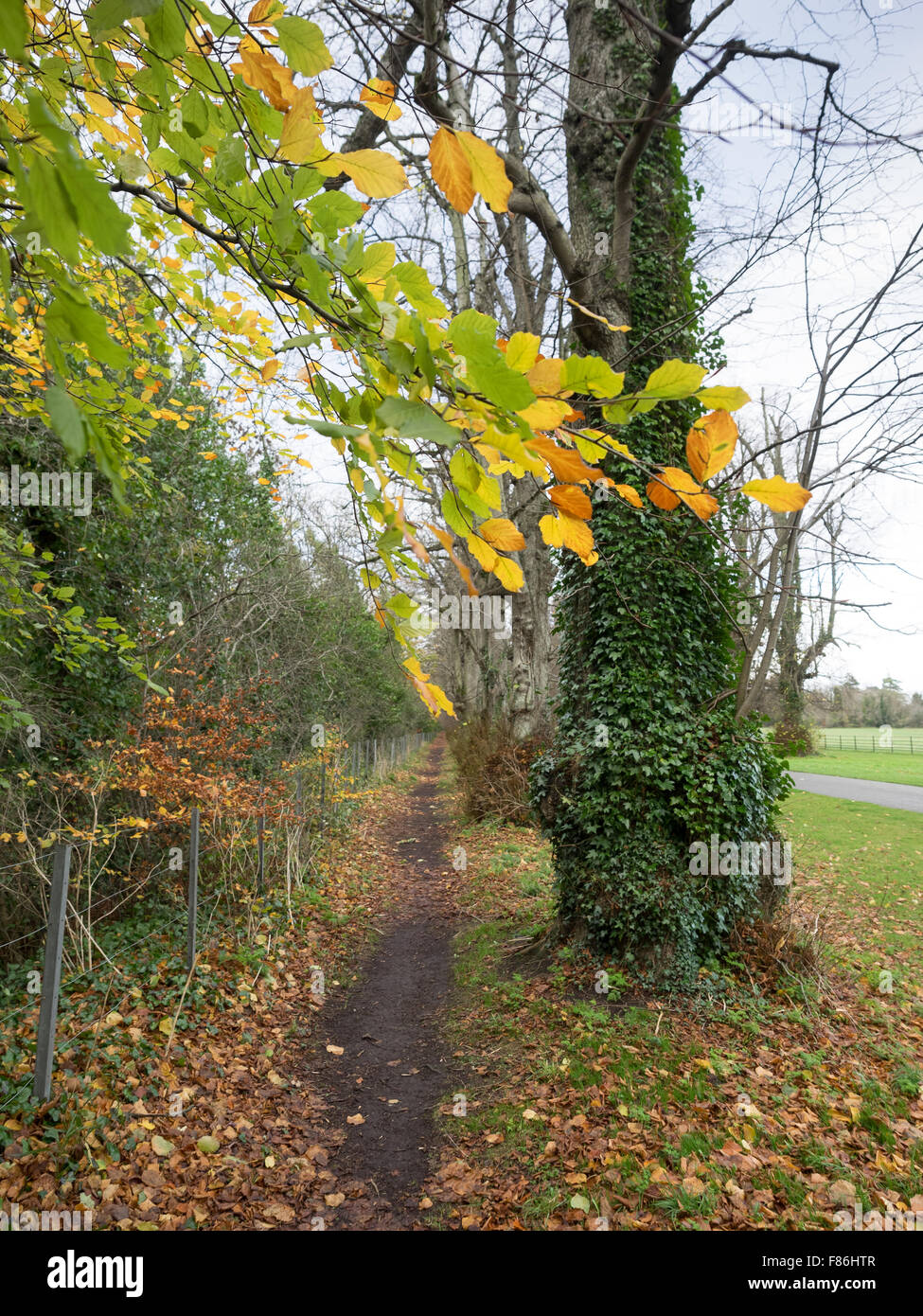 Castletown Estate, Celbridge, Co Kildare Foto de stock