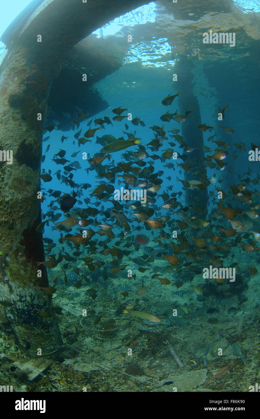 Escuela de peces tropicales, el Mar de China Meridional, Redang, Malasia, Asia Foto de stock