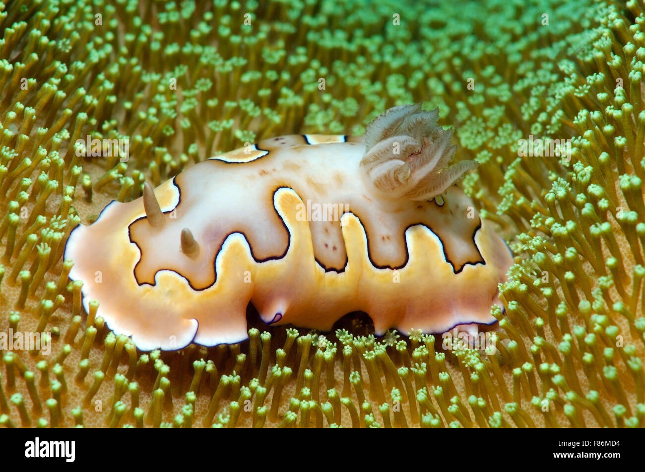 Nudibranch o babosa de mar Co's Chromodoris Goniobranchus (COI) en el Mar del Sur de China, Redang, Malasia, Asia Foto de stock