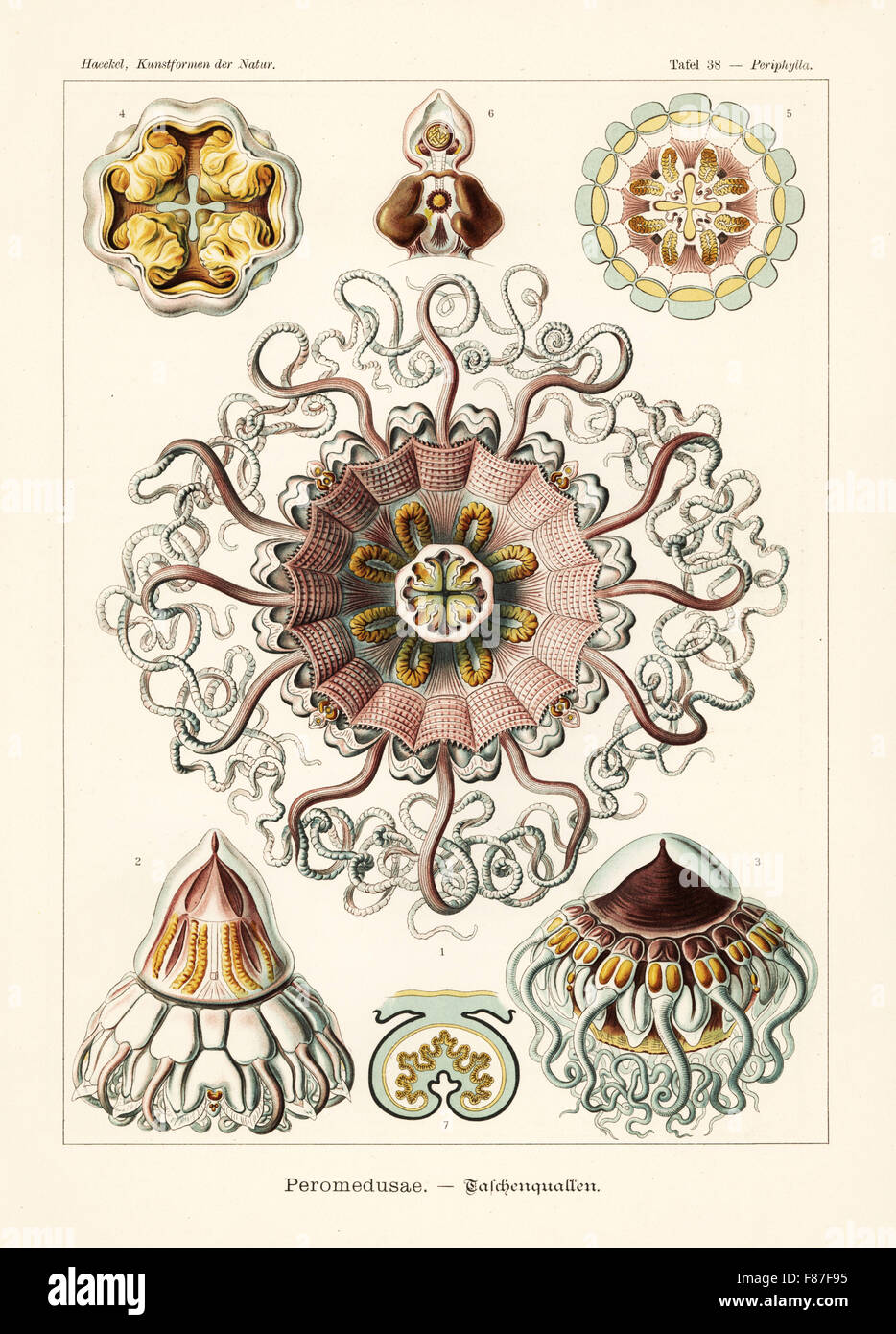 Peromedusae medusas: comerciante Periphylla periphylla cap medusas, 1-7. Por Adolf Glitsch Chromolithograph desde una ilustración por Ernst Haeckel de formas de arte en la naturaleza, Kunstformen der Natur, Liepzig, Alemania, 1904. Foto de stock